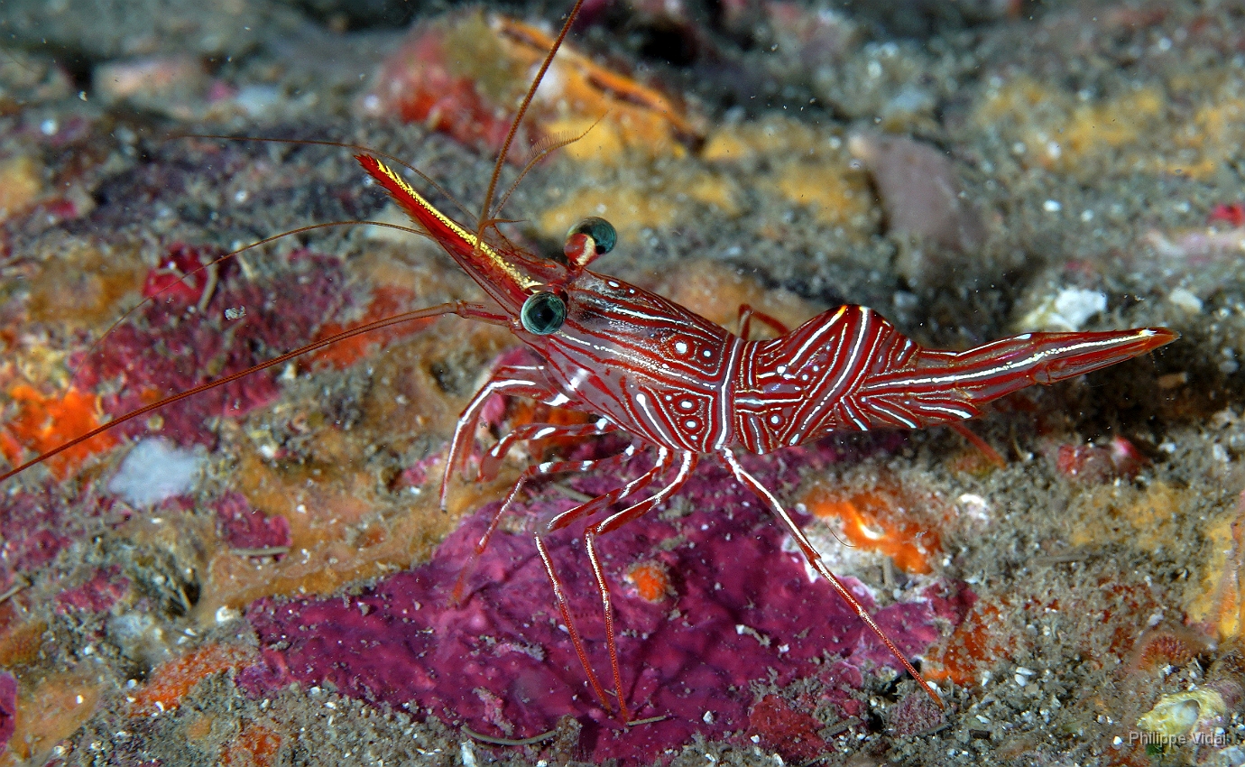 Birmanie - Mergui - 2018 - DSC02637 - Dancing shrimp - Crevette danseuse de Durban - Rhynchocinetes durbanensis.jpg